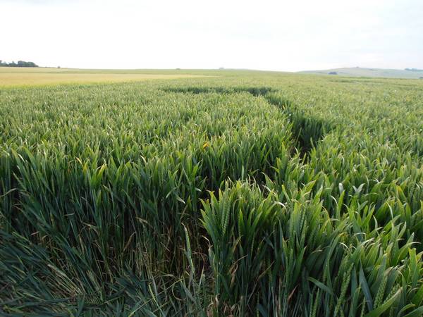 Silbury Hill, Wiltshire crop circle, aerial photo 66