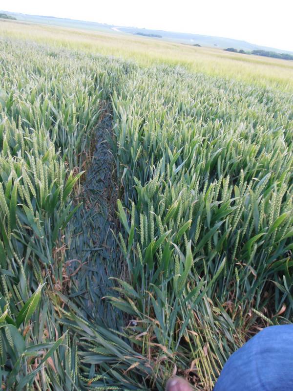Silbury Hill, Wiltshire crop circle, aerial photo 71