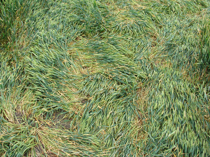 Stanton St Bernard, Wiltshire crop circle, aerial photo 11