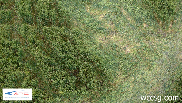 Stanton St Bernard, Wiltshire crop circle, aerial photo 7