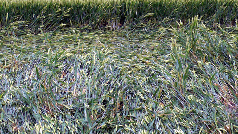 Stanton St Bernard, Wiltshire crop circle, aerial photo 95