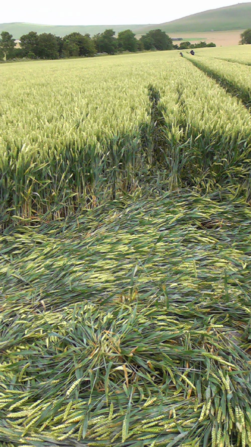 Stanton St Bernard, Wiltshire crop circle, aerial photo 97