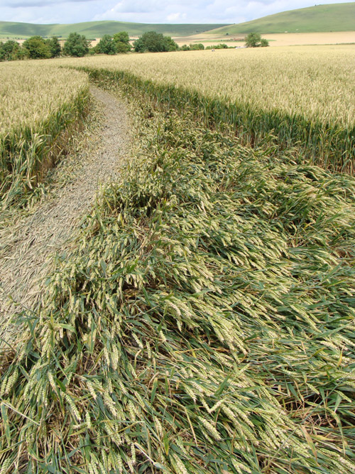 Stanton St Bernard (2) (PHASE 3), Wiltshire crop circle, aerial photo 7