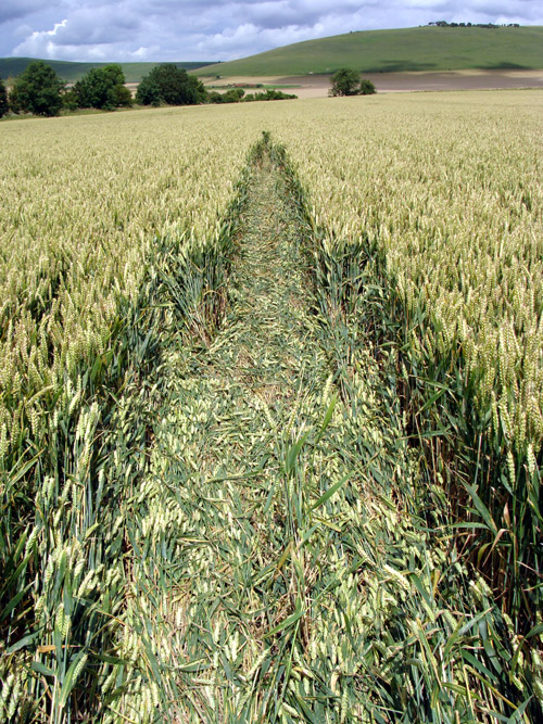 Stanton St Bernard (2) (PHASE 3), Wiltshire crop circle, aerial photo 10