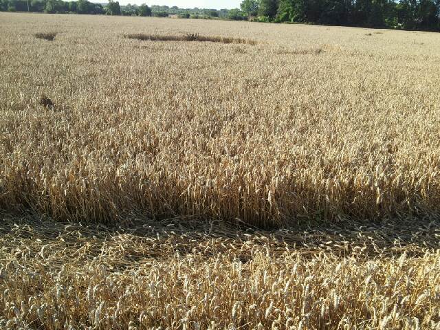 Sutton Manor House, Essex crop circle, aerial photo 4