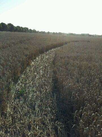 Sutton Manor House, Essex crop circle, aerial photo 3