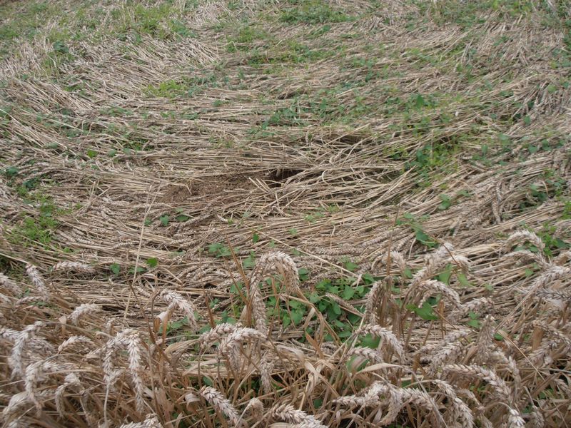 Tanners Bridge, Wiltshire crop circle, aerial photo 13