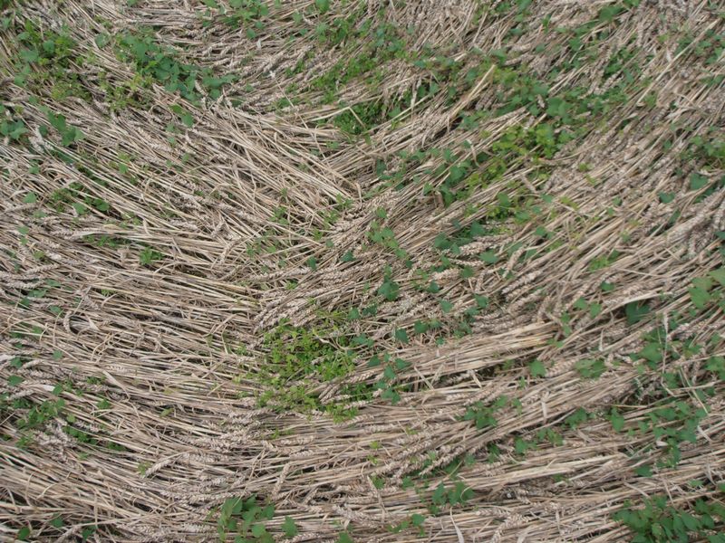 Tanners Bridge, Wiltshire crop circle, aerial photo 12