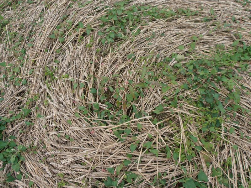 Tanners Bridge, Wiltshire crop circle, aerial photo 11