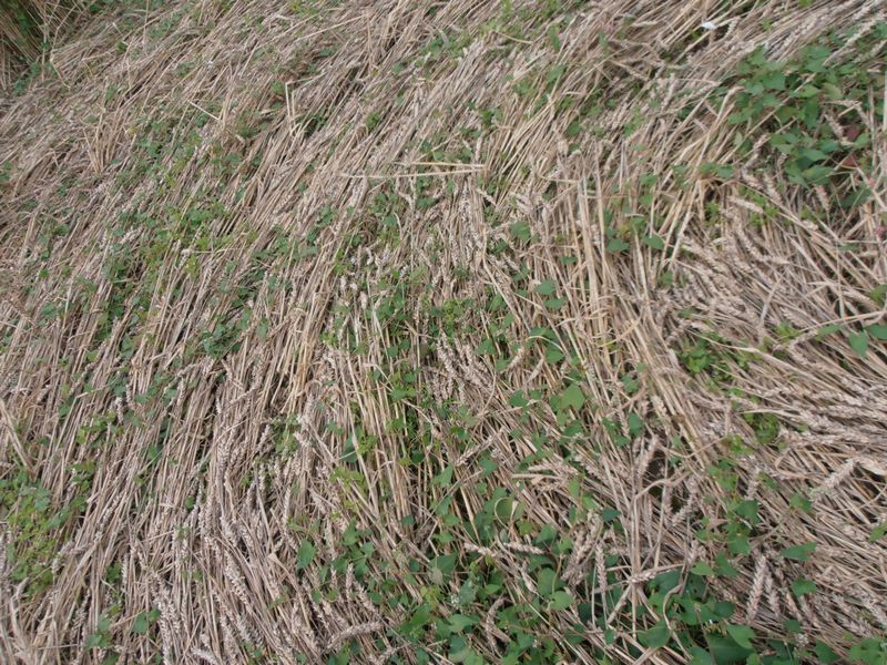 Tanners Bridge, Wiltshire crop circle, aerial photo 16