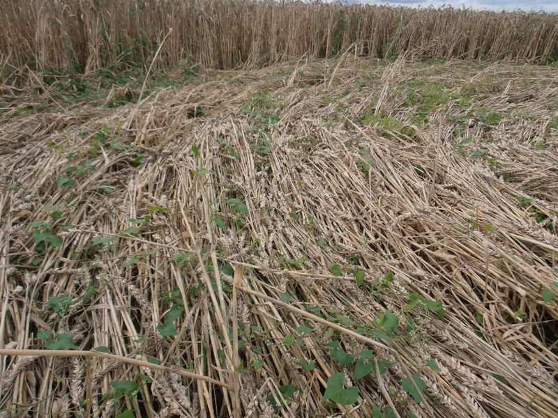 Tanners Bridge, Wiltshire crop circle, aerial photo 15