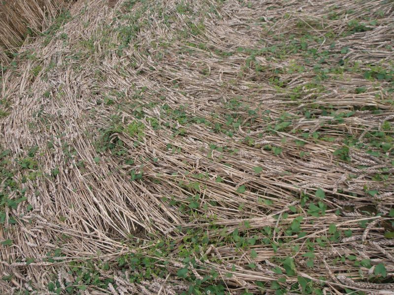 Tanners Bridge, Wiltshire crop circle, aerial photo 18