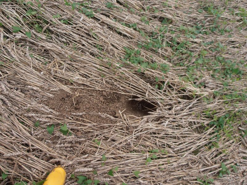 Tanners Bridge, Wiltshire crop circle, aerial photo 19