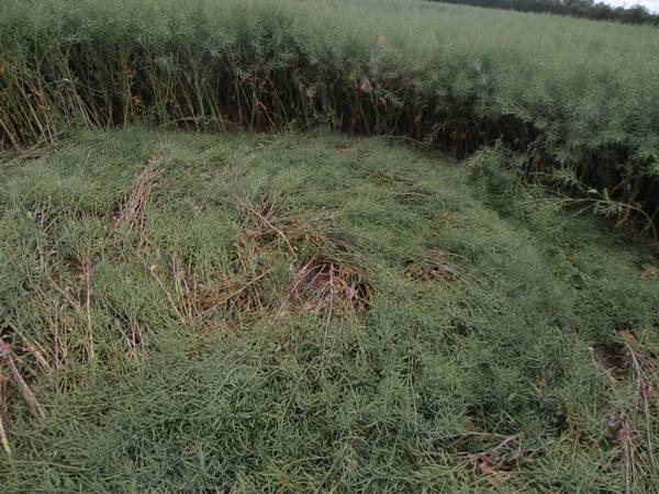 Uffington White Horse, Oxfordshire crop circle, aerial photo 34