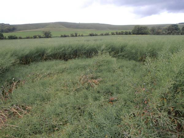 Uffington White Horse, Oxfordshire crop circle, aerial photo 29