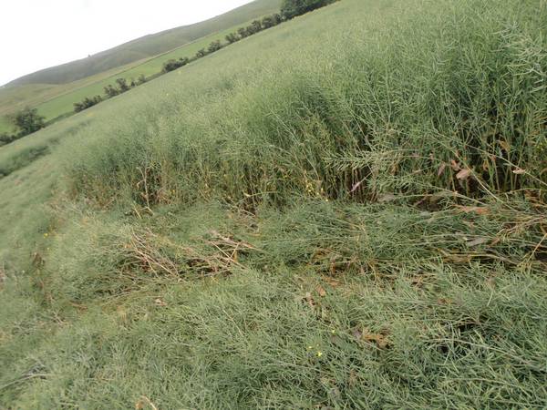 Uffington White Horse, Oxfordshire crop circle, aerial photo 26