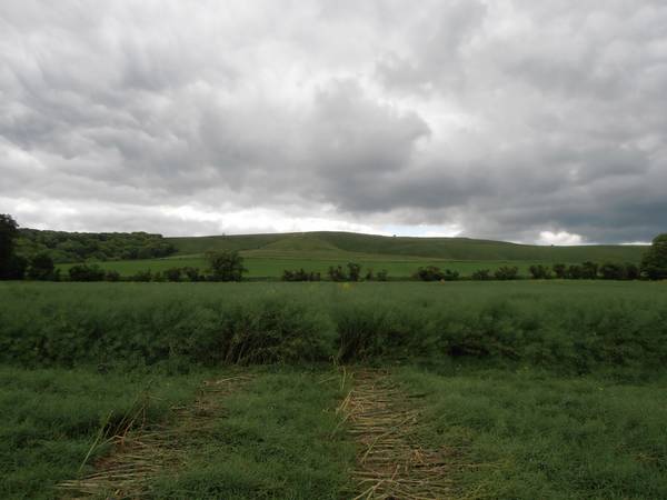 Uffington White Horse, Oxfordshire crop circle, aerial photo 37