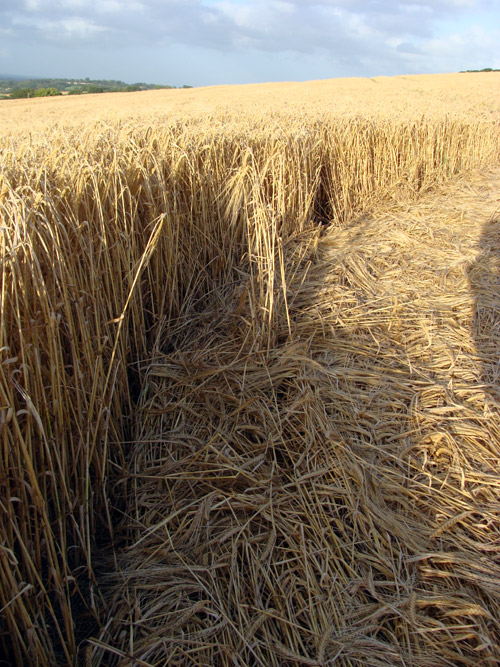 Uffington White Horse, Oxfordshire crop circle, aerial photo 23