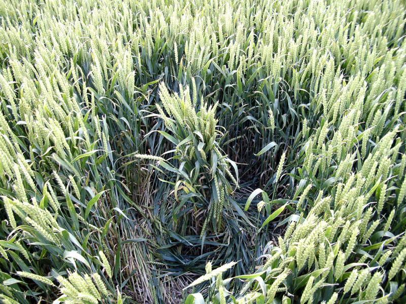 Waden Hill, Wiltshire crop circle, aerial photo 37
