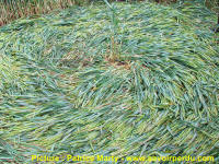 Waden Hill, Wiltshire crop circle, aerial photo 46
