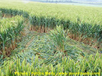 Waden Hill, Wiltshire crop circle, aerial photo 48