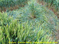 Waden Hill, Wiltshire crop circle, aerial photo 49