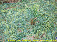 Waden Hill, Wiltshire crop circle, aerial photo 50