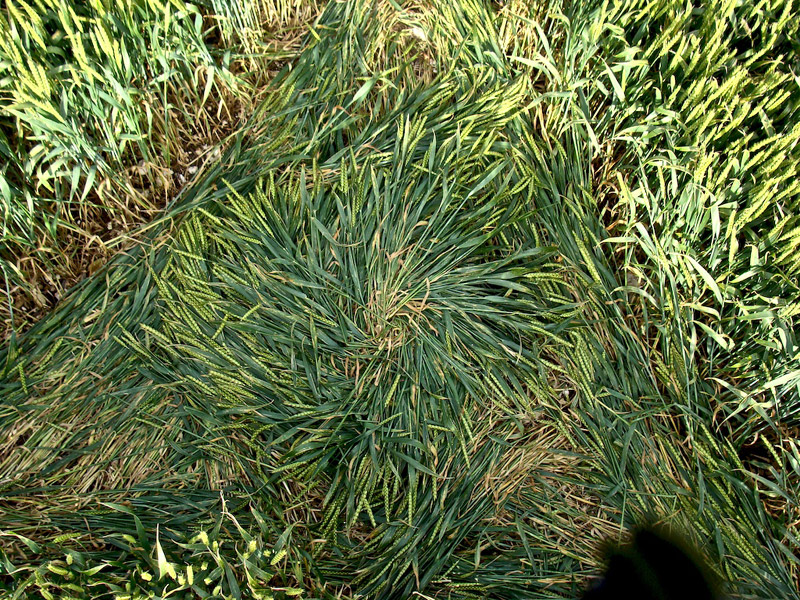 Waden Hill, Wiltshire crop circle, aerial photo 39
