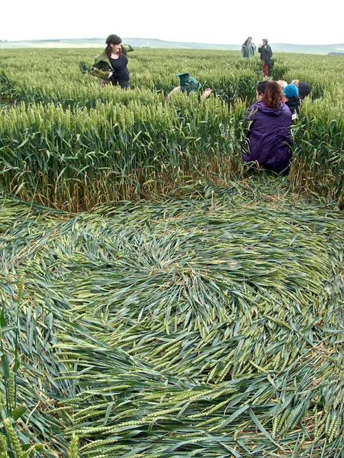 Waden Hill, Wiltshire crop circle, aerial photo 38