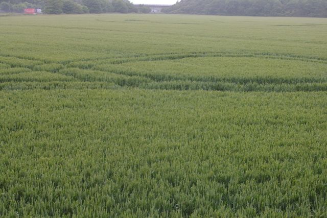 Wanborough Plain, Wiltshire crop circle, aerial photo 58