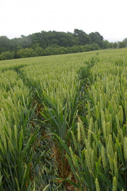Wanborough Plain, Wiltshire crop circle, aerial photo 62