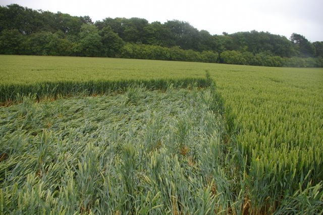 Wanborough Plain, Wiltshire crop circle, aerial photo 60