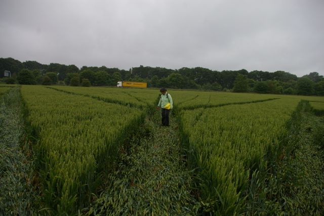 Wanborough Plain, Wiltshire crop circle, aerial photo 65
