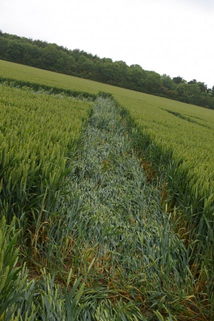 Wanborough Plain, Wiltshire crop circle, aerial photo 63