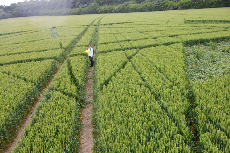 Wanborough Plain, Wiltshire crop circle, aerial photo 56
