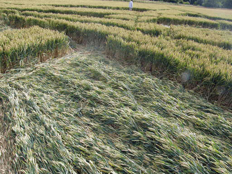 Wanborough Plain, Wiltshire crop circle, aerial photo 11