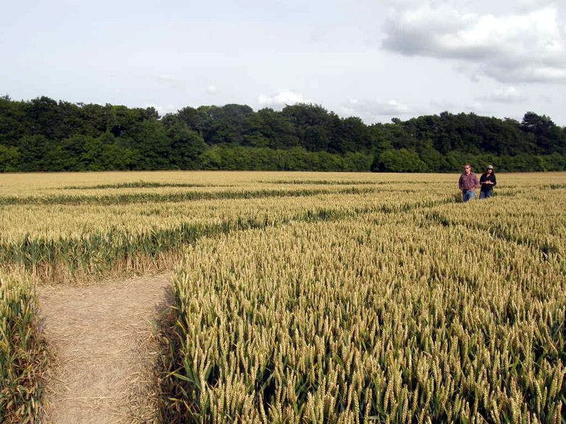 Wanborough Plain, Wiltshire crop circle, aerial photo 12