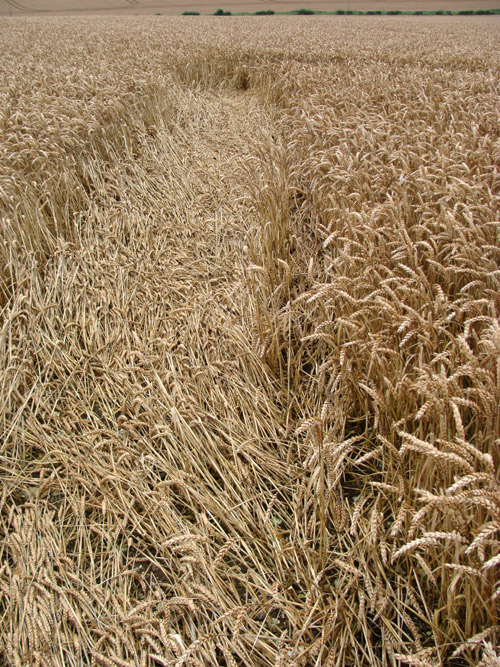 Wansdyke, Wiltshire crop circle, aerial photo 11