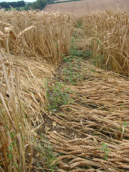 Wansdyke, Wiltshire crop circle, aerial photo 10