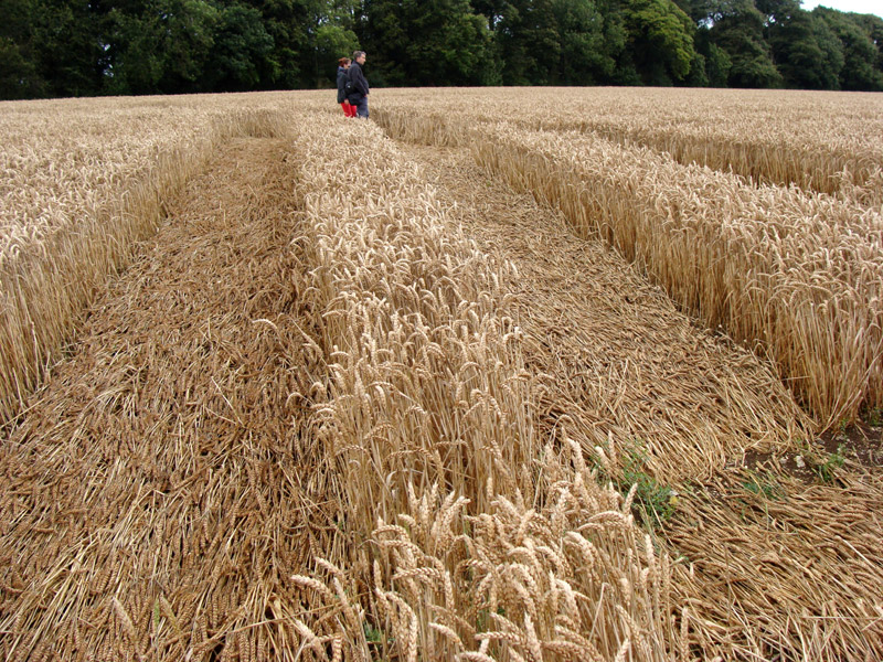 Wansdyke, Wiltshire crop circle, aerial photo 7