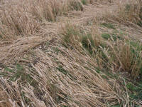 Wansdyke, Wiltshire crop circle, aerial photo 38