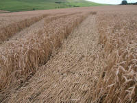 Wansdyke, Wiltshire crop circle, aerial photo 36