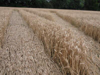 Wansdyke, Wiltshire crop circle, aerial photo 35