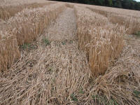 Wansdyke, Wiltshire crop circle, aerial photo 34