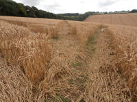 Wansdyke, Wiltshire crop circle, aerial photo 33