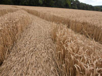 Wansdyke, Wiltshire crop circle, aerial photo 32