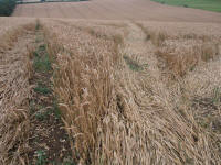 Wansdyke, Wiltshire crop circle, aerial photo 31