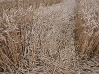 Wansdyke, Wiltshire crop circle, aerial photo 30