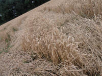 Wansdyke, Wiltshire crop circle, aerial photo 28