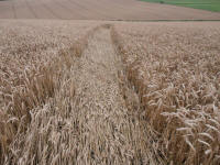 Wansdyke, Wiltshire crop circle, aerial photo 27